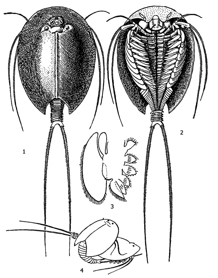Щитень летний , или триопс — Triops cancriformis: 1 - внешний вид сверху, 2 - внешний вид снизу, 3 - грудная ножка, 4 - спаривание щитней