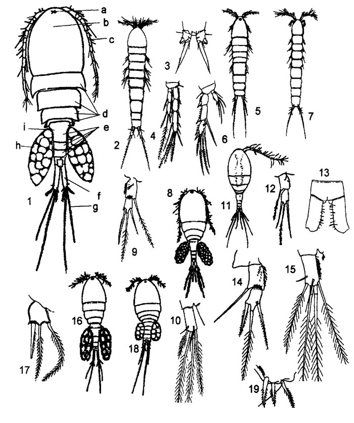 Веслоногие ракообразные. 1 - Строение тела: а - глаз, b -головогрудь, с - антенна, d - сегменты груди, е - сегменты брюшка, f - фурка, g - щетинки фурки, h - яйцевой мешок, i - генитальный сегмент. 2 - Viguierella paludosa, 3 - Viguierella coeca: фурка, 4 - Nitocrella hibernica: четвертая пара ног. Семейство Canthocamptidae: 5 - общий вид, 6 - четвертая пара ног. 7 - Parastenocaris brevipes. Macrocyclops albidus: 8 - общий вид, 9 - пятая пара ног, 10 - фурка. Macrocyclops distinctus: 11 - общий вид, 12 - пятая пара ног, 13 - фурка. Macrocyclops fuscus: 14 - пятая пара ног, 15 - фурка. Paracyclops: 16 — общий вид, 17 - пятая пара ног. Ectocyclops phaleratus: 18 - общий вид, 19 - пятая пара ног