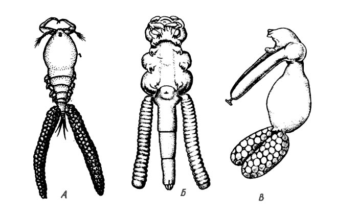 Рис. 2. Самки паразитических веслоногих рачков Copepoda с пресноводных рыб. А - Ergasilus peregrinus; Б - Lamproglena compacta с частичной сегментацией тела и рудиментарными конечностями; В - Achteres с несегментированным телом