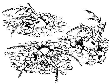 Niphargoides similis, зарывшийся в грунт и поедающий комочки детрита