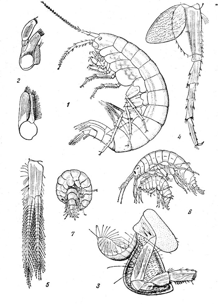 Бокоплав Gammarus lacustris: 1 -самка, 2 - максиллы первой (вверху) и второй пары, 3 - вторая пара грудных ног самки с жаберной и выводковой пластинками, 4 - грудная ножка седьмой пары, 5 - брюшная ножка, 6 и 7 - cпаривание