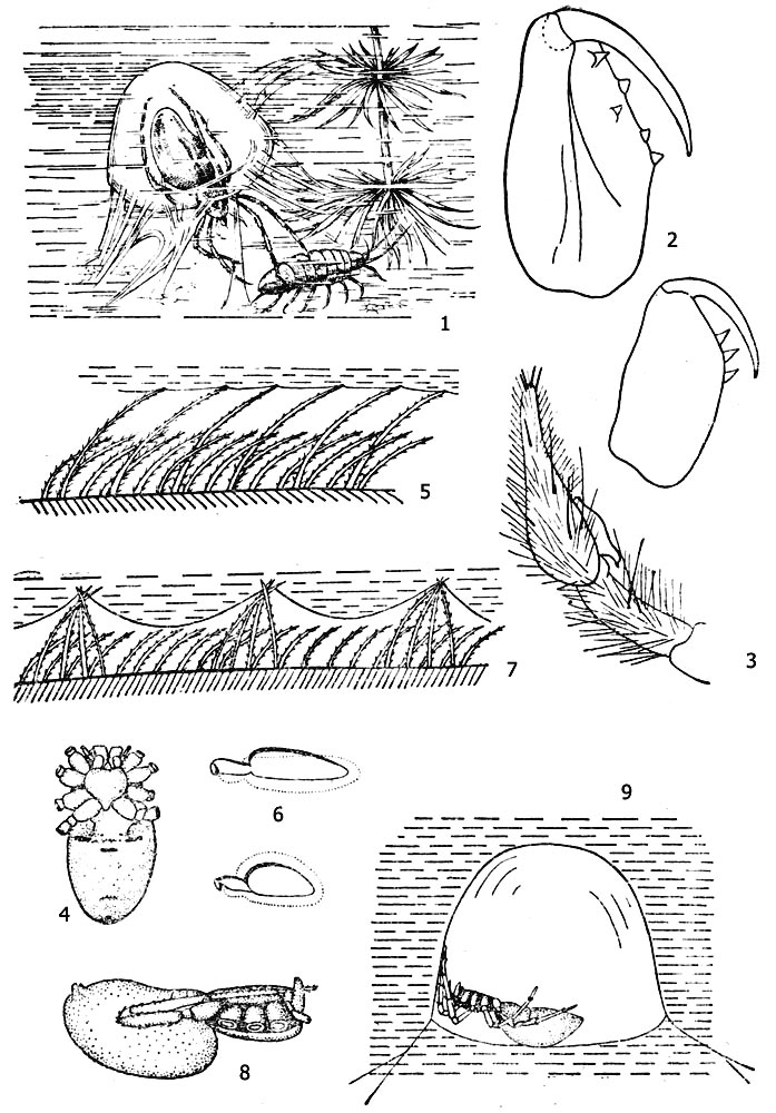 Рис. 1. Паук-серебрянка (Argyroneta aquatica): 1 - паук в воздушном колоколе со своей добычей (водяной ослик), 2 - хелицеры самца (вверху) и самки (внизу), 3 - дистальная часть щупальца самца, 4 - положение трахейных и лёгочных стигм, 5 - два типа волосков и их контакт с водой, 6 - воздушный пузырь самца (вверху) и самки (внизу), 7 - пучки волосков и их контакт с водой, 8 - смачивание слюной задней лапки, 9 - поза еды