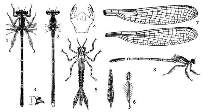 Имаго и личинка обыкновенной плосконожки (Platycnemis pennipes): 1 - имаго с нижней стороны, 2 - имаго с верхней стороны, 3 - анальные придатки самца, 4 - маска личинки, 5 - личинка и ее боковая жаберная лопасть, 6 - задняя нога самца, 7 - крылья самца и самки, 8 - общий вид имаго