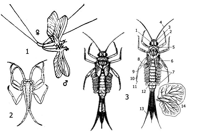 Имаго и личинки подёнки клоен (Cloeon sp.): 1 - спаривание имаго, 2 - личиночка 1-й стадии (larvula), 3 - личинки поздних стадий (нимфы): 1 - голова, 2 - глаз, 3 - глазок, 4 - антенна, 5 - первый грудной сегмент, 6 - зачатки крыльев, 7 - трахейные жабры, 8 - бедро, 9 - голень, 10 - лапка, 11 - коготок, 12 - брюшко, 13 - хвостовая нить, 14 - трахейная жабра второй пары