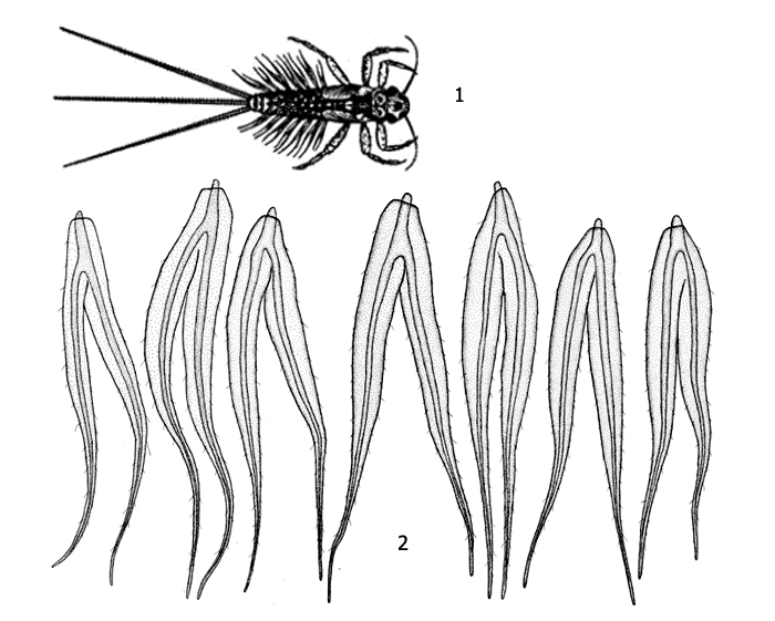 Личинка подёнки Paraleptophlebia: 1 - внешний вид личинки, 2 - жаберные лепестки
