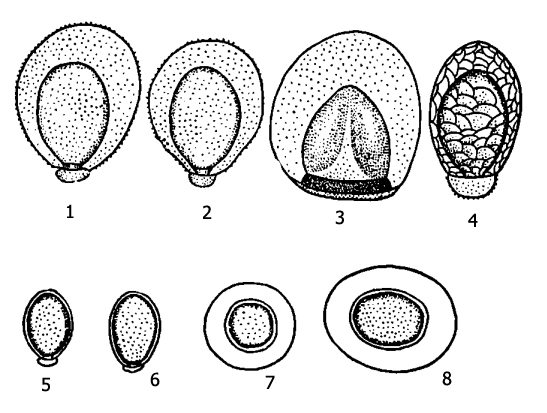 Типы яиц веснянок: 1 - Diura bicaudata, 2 - Diura nanseni, 3 - Perlodes dispar, 4 - Perla cephalotes, 5 - Chloroperla apicalis, 6 - Chloroperla burmeisteri, 7 - Brachyptera braueri, 8 - Brachyptera risi