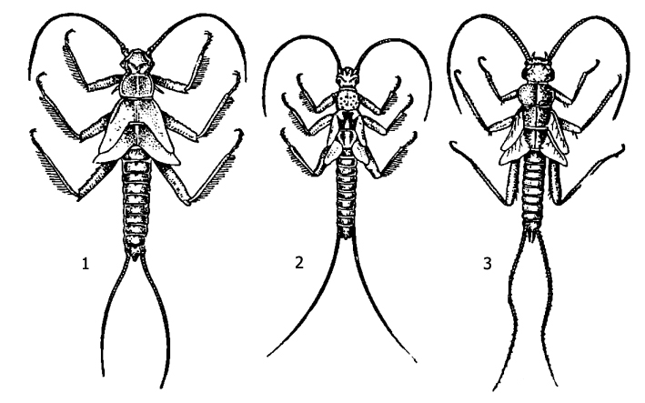 Личинки веснянок: 1 - Taeniopteryx nebulosa, 2 - Brachyptera risi, 3 - Nemura picteti