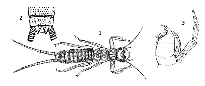Личинка веснянки рода Isoperla: 1 - внешний вид, 2 - конец брюшка, 3 - нижняя челюсть