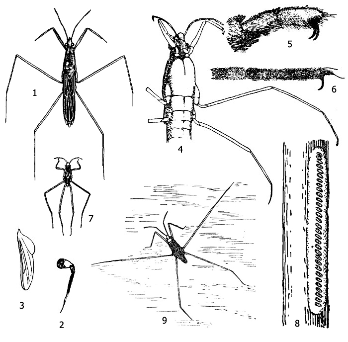 Водомерка геррис (Gerris): 1 - водомерка прудовая, или обыкновенная (Gerris lacustris), внешний вид имаго, 2 - хоботок, 3 - крыло, 4 - голова и грудь с брюшной стороны, 5 - лапки передней ноги, 6 - лапака средней ноги, 7 - личинка, 8 - кладка яиц на стеблей растения, 9 - водомерка Heterobates dohrandti
