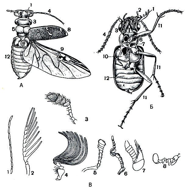 Наружное строение жуков: А, Б – жук-скакун сверху и снизу: 1 – верхние челюсти, 2 – щупики нижних челюстей, 3 – сложные глаза, 4 – усики, 5 – переднеспинка, 6 – переднегрудь, 7 – среднегрудь, 8 – надкрылье, 9 – крыло, 10 – заднегрудь, 11 – ноги, 12 – брюшко; В – типы усиков жуков: 1 – нитевидный, 2 – гребневидный, 3 – булавовидный, 4 – пластинчатый, 5-8 – неправильные