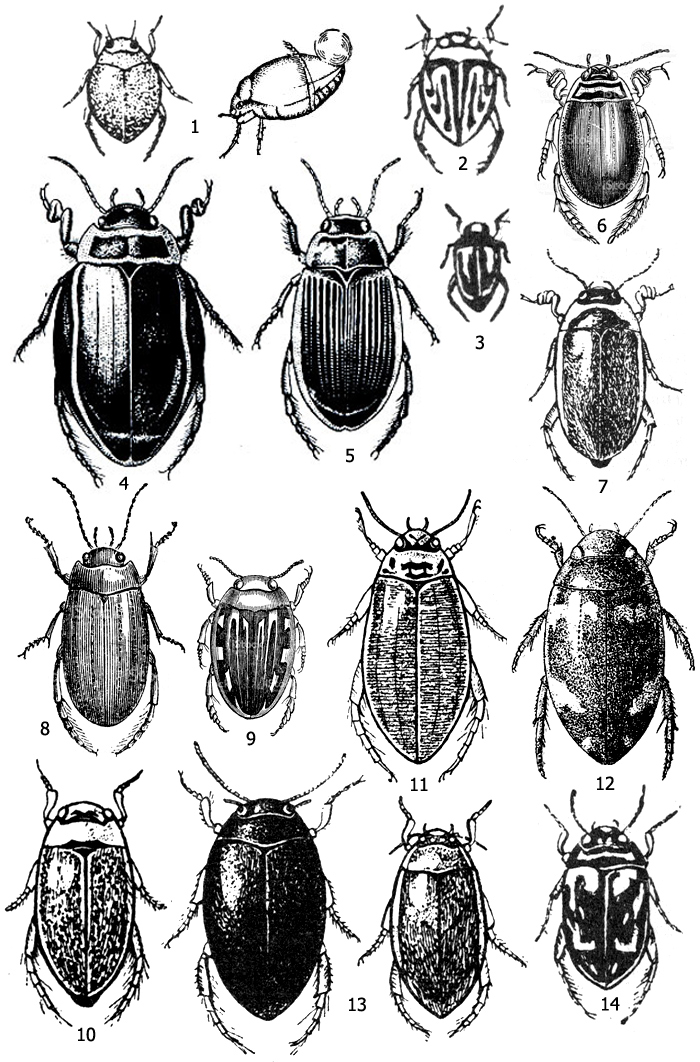 Рис. 1. Имаго жуков семейства Плавунцов (Dytiscidae): 1 - пузанчик (Hyphydrus ferrugineus), 2 - пеструшка (Hygrotus), 3 - нырялка (Hydroporus), 4 - плавунец широкий (Dytiscus latissimus), 5 – плавунец окаймленный (Dytiscus marginalis), 6 - полоскун бороздчатый (Acilius sulcatus), 7 - болотник поперечнополосатый (Hydaticus transversalis), 8 - поводень пепельный (Graphoderes cinereus), 9 - лужник (Laccophilus), 10 - ильник (Rhantus), 11 - прудовик (Colymbetes), 12 - гребец двуточечный (Agabus bipustulatus), 13 - тинник (Ilybius)(слева - чёрный, справа - окаймленный), 14 - гребец пестрый (Platambus maculatus)