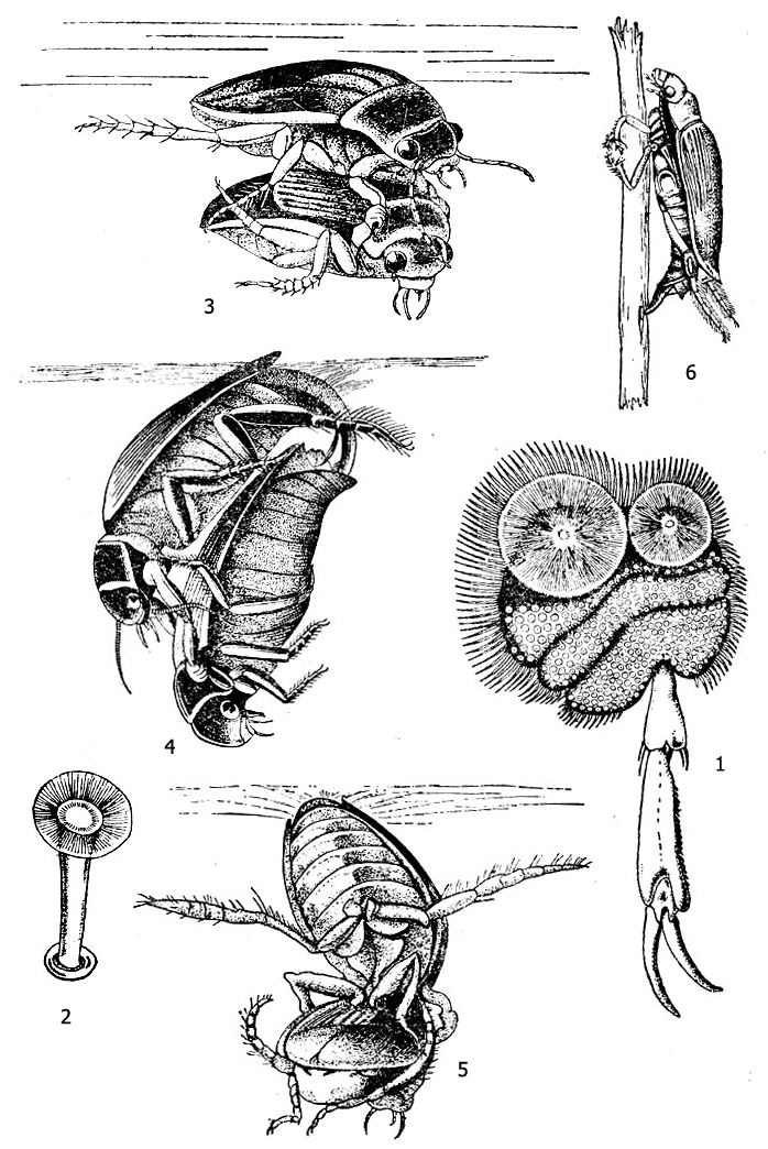 Плавунец окаймленный (Dytiscus marginalis): 1 - лапка первой ноги самца, 2 - маленькая присоска при большом увеличении, 3 - спаривание, 4 - дыхание во время копуляции, 5 - дыхание после копуляции, 6 - самка за откладкой яиц
