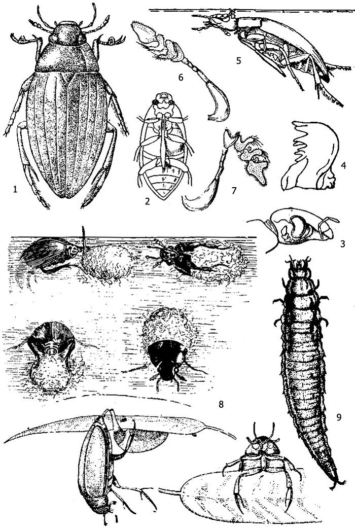 Рис. 1. Водолюб большой (Hydrophilus piceus): 1 - внешний вид жука, 2 - вид снизу, 3 - голова сбоку, 4 - жвала, 5 - дыхание, 6 - усик расправленный, 7 - усик в момент дыхания, 8 - процесс постройки кокона, 9 - взрослая личинка