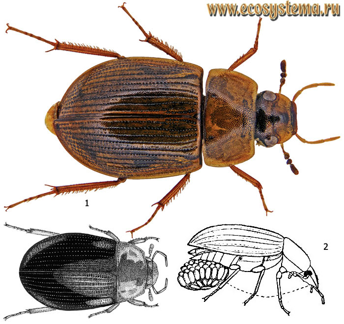 Фото 1. Омутник (Helochares sp.), имаго: 1 - внешний вид жука, 2 - самка с яйцевой кладкой