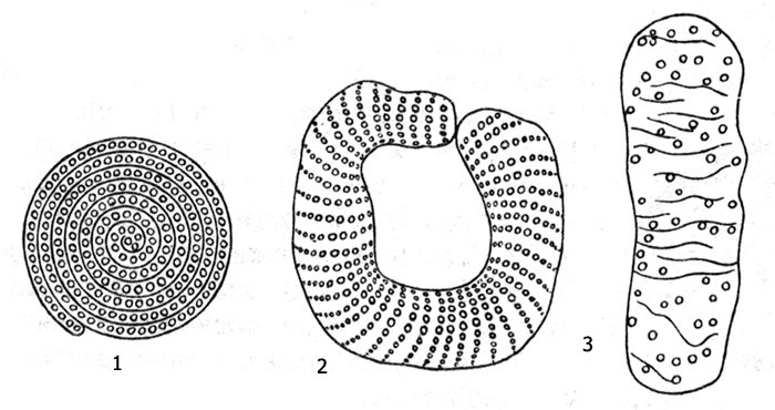 Рис. 2. Икра различных ручейников: спирального (Triaenodes), кольцеобразного (Phryganea) и пальцевидного (Glyphotaelius) типов
