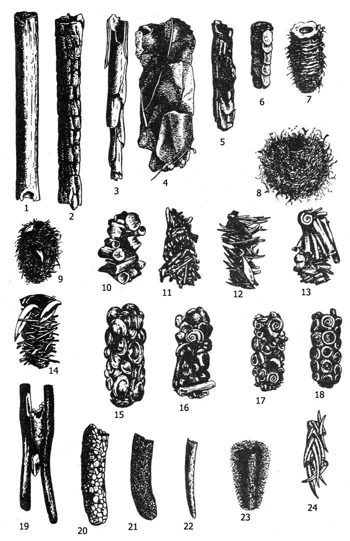 Рис. 4. Чехлики различных ручейников: 1 - агрипния (Agripnia pagetana), 2 - фриганеа, или ручейник большой (Phryganea grandis), 3 - Grammotaulius nitidus, 4, 5 - Glyphotaelius pellucidus, 6 - Platypteryx brevipennis, 7 - лимнофила (Limnephilus stigma), 8-18 - лимнофила (Limnephilus rhombicus и Limnephilus flavicornis), 19 - анаболия (Anabolia nervosa), 20 - стенофил (Stenophylax stellatus), 21 - стенофил (Stenophylax rotundipennis), 22 - колчанка (Limnephilus vitattus), 23 - моланна (Molanna angustata), 24 - гоера (Goera pilosa)