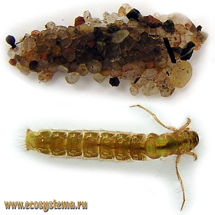 Фото 2. Личинка моланна (Molanna sp.): домик (вверху) и обнаженная личинка (внизу)