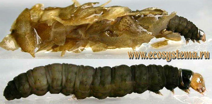 Фото 2. Личинка (гусеница) рясковой огнёвки (Cataclysta lemnata) старшего возраста: в домике и обнаженная