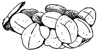 Рис. 1. Домик рясковой огнёвки (Cataclysta lemnata) из листьтев ряски