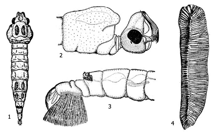 Рис. 1. Личинка криофилы лапландской (Cryophila lapponica): 1 - внешний вид, 2 - голова и грудь, 3 - конец брюшка, 4 - ситовидный аппарат
