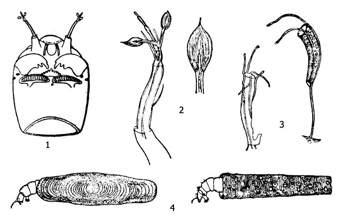 Рис. 2. Другие группы хирономид: 1 - голова личинки Tanytarsini (вид снизу), 2 - лаутерборнов орган, 3 - домики личинки танитарзус (Rheotanytarsus), 4 - личинки Tanytarsini в домиках