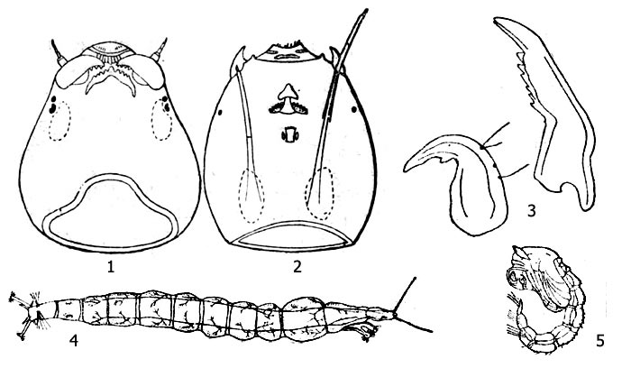 Рис. 3: Другие группы хирономид: 1 - голова личинки семейства Orthocladiinae (вид снизу), 2 - голова личинки семейства Pelopiinae (вид снизу), 3 - жвала пелопии (Pelopiinae), 4 - Личинка прокладиус (Procladius = Tanypus), 5 - куколка аблабесмии (Ablabesmyia)
