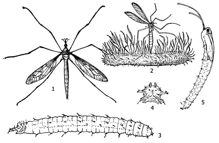 Рис. 1. Комары-долгоножки (семейство Tipulidae): 1 - имаго Tipula gigantea, 2 - комар за откладкой яиц, 3 - личинка, 4 - стигмальная пластинка личинки, 5 - куколка