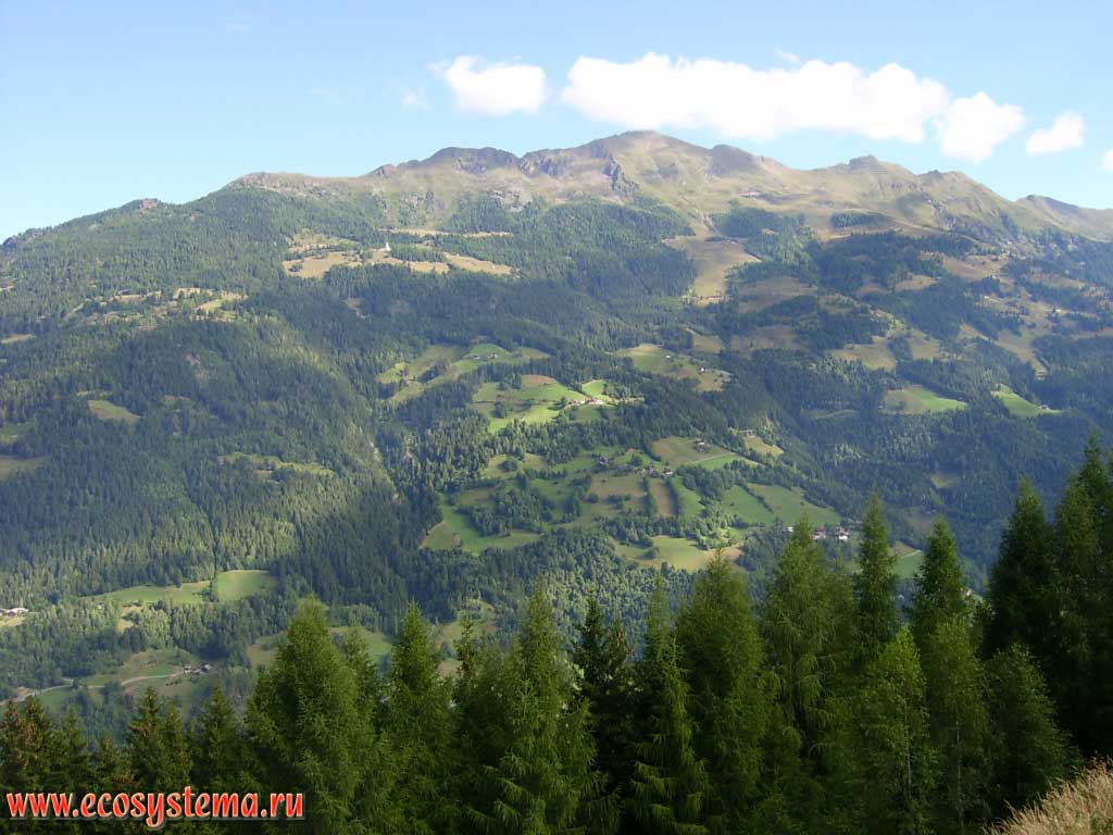 Altitudinal zonation in the Eastern Alps: the zone of coniferous forests with elements of the cultural landscape changes with the zone of subalpine meadows. Heights of the peaks are around 2500 m above sea level. Outskirts of the Lainach village, near the town of Winklern. Hohe Tauern National Park, Carinthia, southern Austria