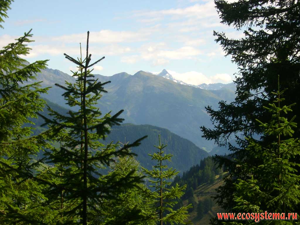The zone of dark coniferous forests (spruce) in the Eastern Alps at an altitude of about 1800 m above sea level. Far away - tops of a mountain range of the Hohe Tauern peaks with a height is about 3500 m above sea level. Hohe Tauern National Park, Carinthia, southern Austria