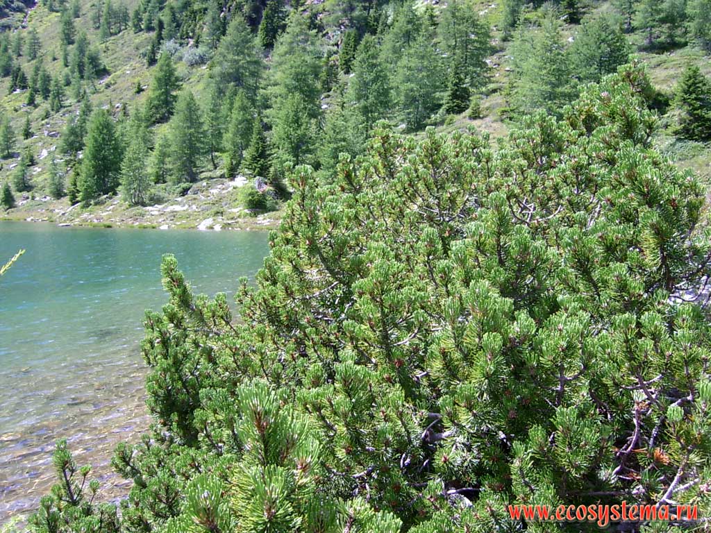 Pine Elfin forest on the shore of the cirque (ice) lake Lussensee. The height is about 2700 m above sea level. Mountain range Kreuzeck Group (Kreuzeckgruppe), in the vicinity of Lainach village, Eastern Alps, Carinthia, southern Austria