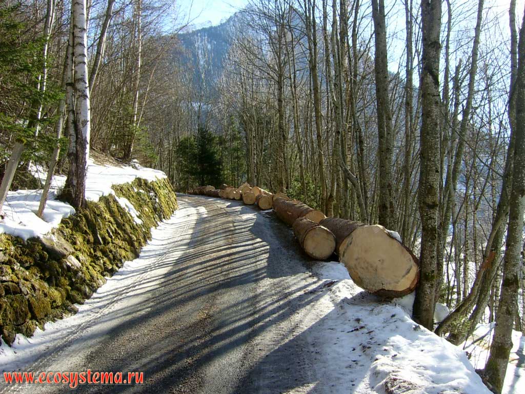 Горная дорога и заготовленные для вывоза лесоматериалы на северном макросклоне горного массива Высокий Тауэрн (Hohe Tauern), на высоте около 1900 м над уровнем моря. Подножие горы Гроссглокнер (Grossglockner) на дороге Grossglocknerstrasse, закрытой для проезда в зимний период. Земля Зальцбург, южная Австрия