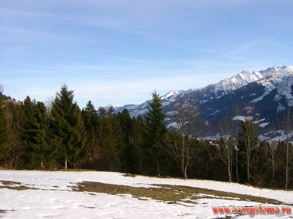 Смешанные леса на северном макросклоне горного массива Высокий Тауэрн (Hohe Tauern), на высоте около 1900 м над уровнем моря. Долина реки Заалах (Saalach) в окрестностях города Уттендорф (Uttendorf), земля Зальцбург, южная Австрия