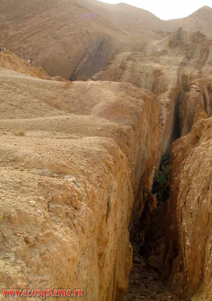Трещина в лёссовых горных породах (песчаниках) -
результат процессов выветривания: ветровой эрозии или водной эрозии
древнего происхождения