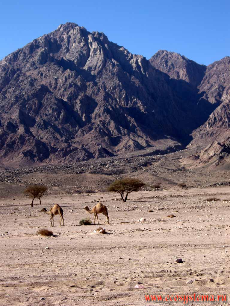 Chain of mountains Atbai (height -1000 m above the sea level).
Dromedary tame camels (Camelus dromedarius)