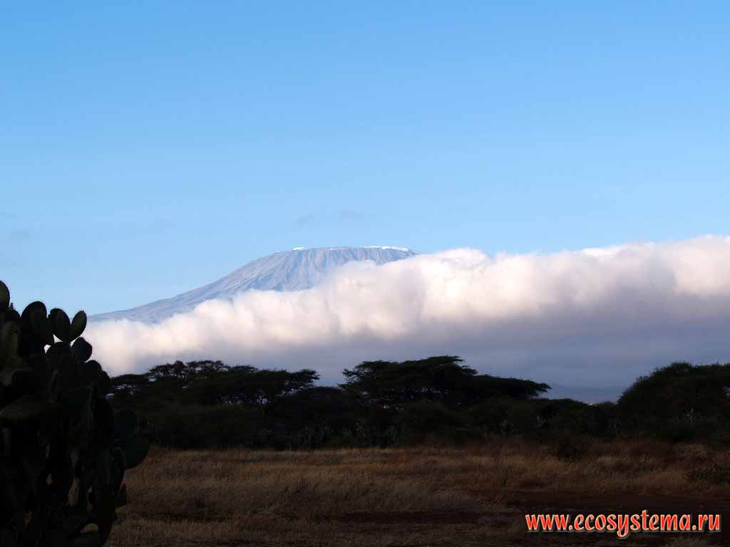 Savanna - the alternation of regions of acacia and spurge forest with open grass territory.
In the distance - volcanic mountain range Kilimanjaro with peak Kibo (5895 m).
Kenia, Ambosely National Park, east-African plateau