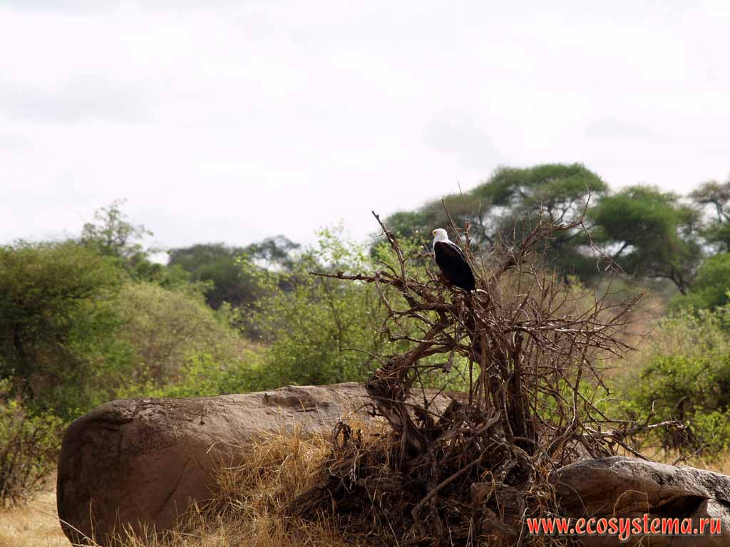 African Fish Eagle (Haliaeetus vocifer) (genus Sea eagle - Haliaeetus,
subfamily Buteos and Eagles - Buteoninae, family Eagles - Accipitridae).
Tanzania, Tarangire National Park