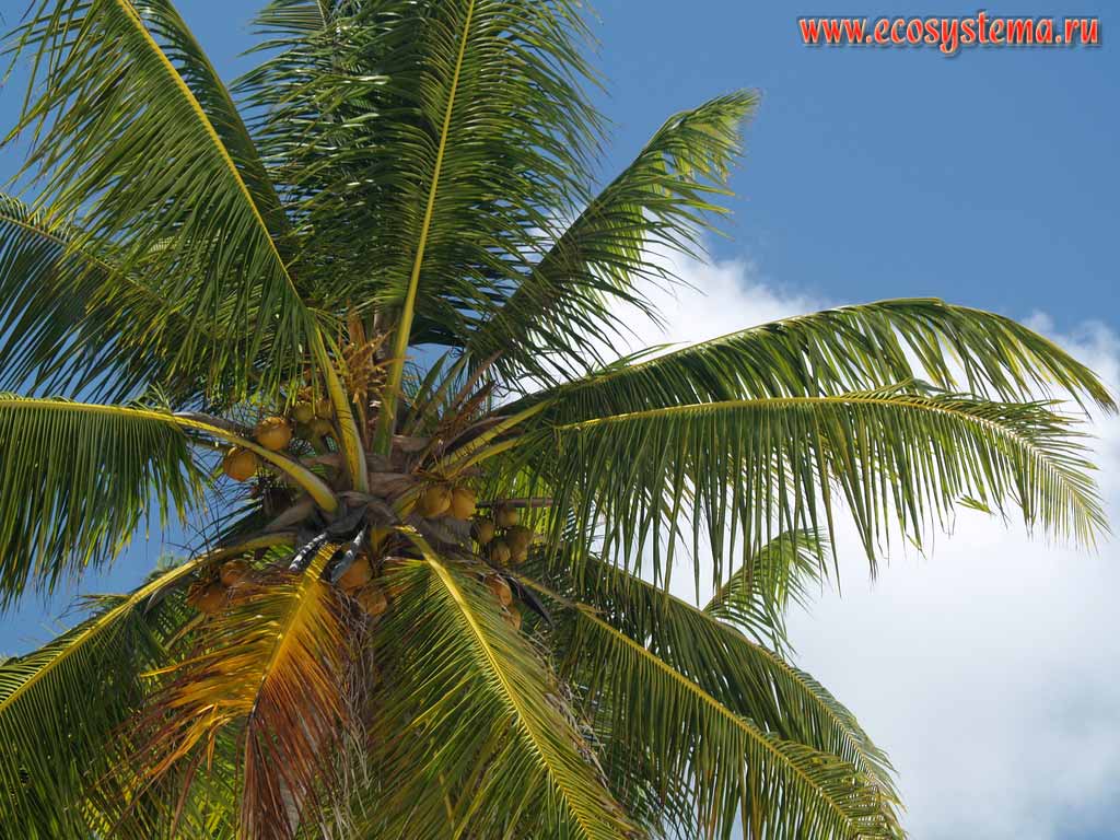 Coconut palm (Cocos nucifera) with unripe fruit (coconuts).
Tanzania, Zanzibar island