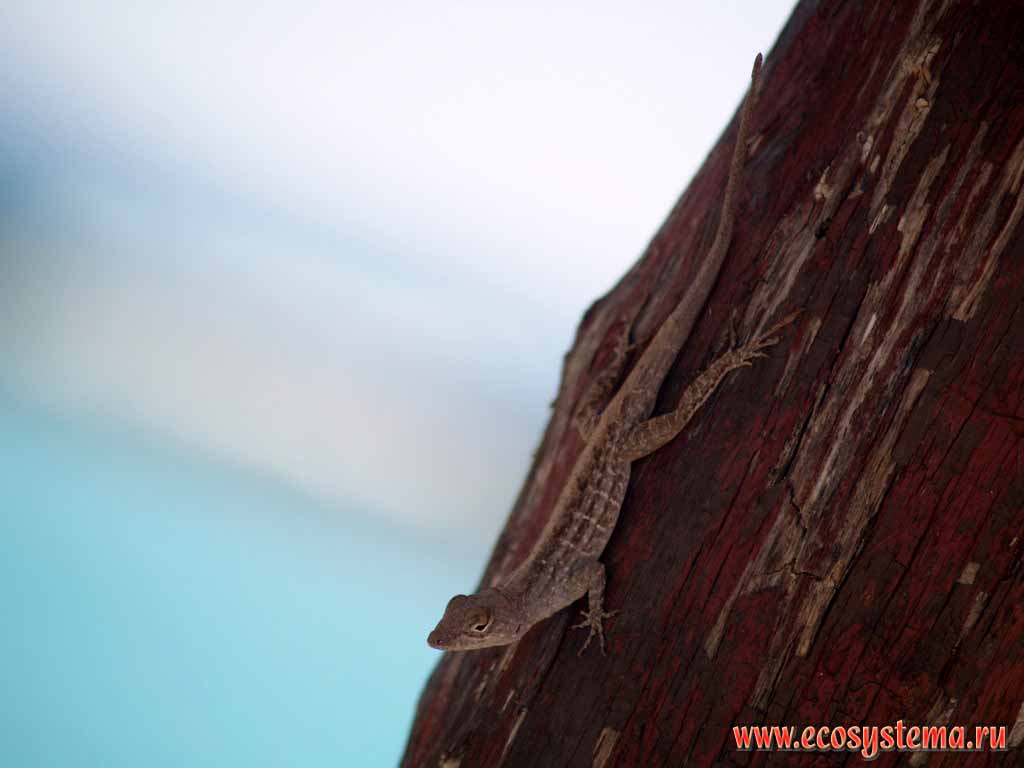 The lizard on the tree trunk (probably Anoles -  Anolis sagrei)
(Anoleses family - Polychridae)