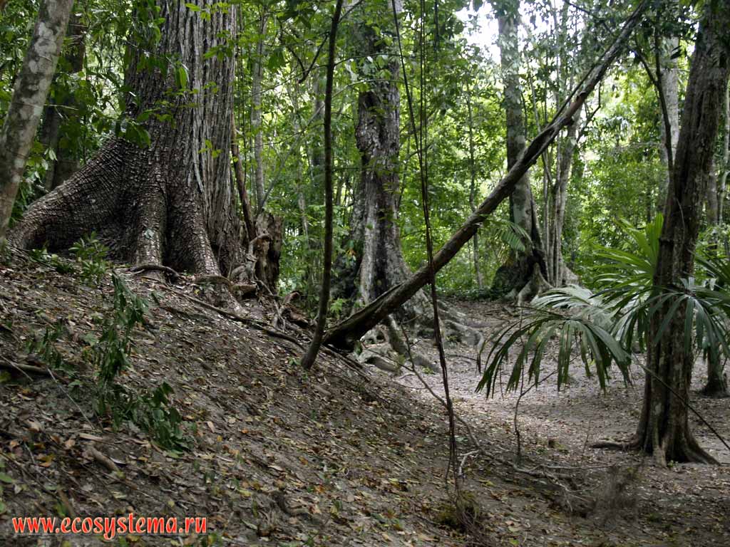 Тропический лес (джунгли) в национальном парке Тикаль (Tikal).
Провинция Эль-Петен, Гватемала