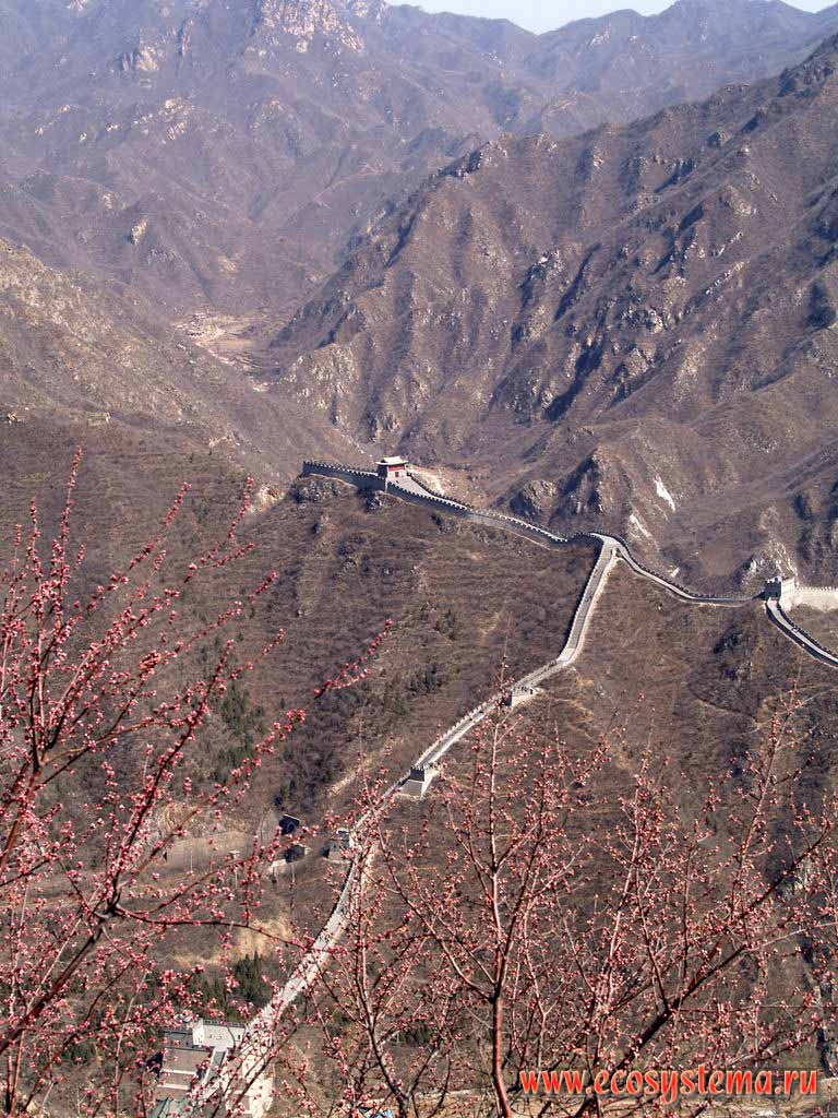 The Great China Wall (the Badalin part) at Tienshoushan mountains, covered with shrubby flora.
At the forefront - the blooming Sakura (different species of cherry Prunus).
Shansy province, near Pekin, the north-eastern China