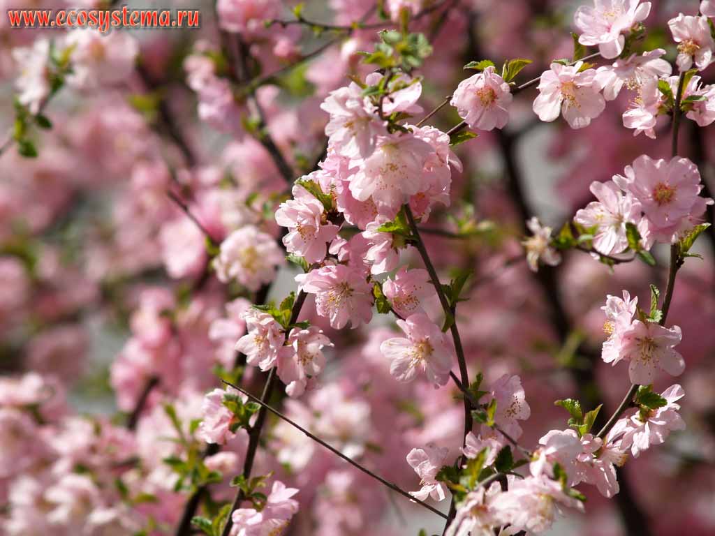 The blooming Sakura (different species of cherry Prunus)
(Plum genus - Prunus, Rose family - Rosaceae)