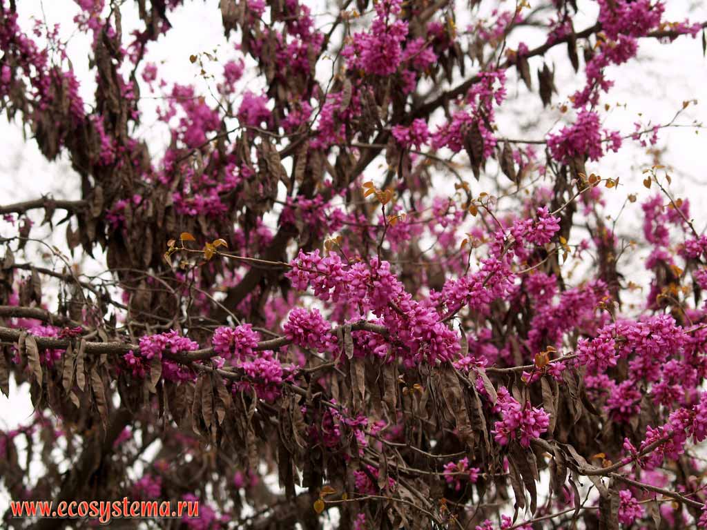 The blooming Redbuds, or Cercis (Cercis siliquastrum)