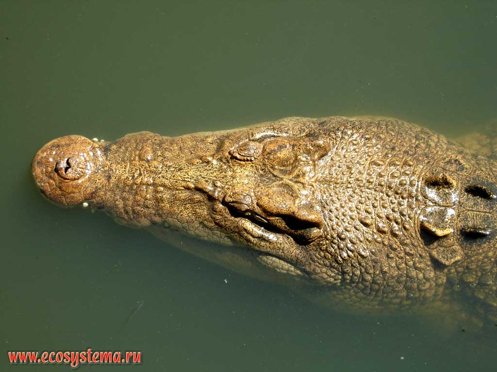 Гребнистый крокодил (Crocodylus porosus), обитающий в соленой воде.
Национальный парк Литчфилд (Личфилд)