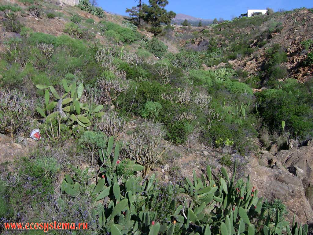 Ксерофитная растительность в полупустынной зоне высотной поясности
(0-600 м над уровнем моря) с преобладанием опунции инжирной
(Opuntia ficus-indica) и молочаев (Euphorbia)