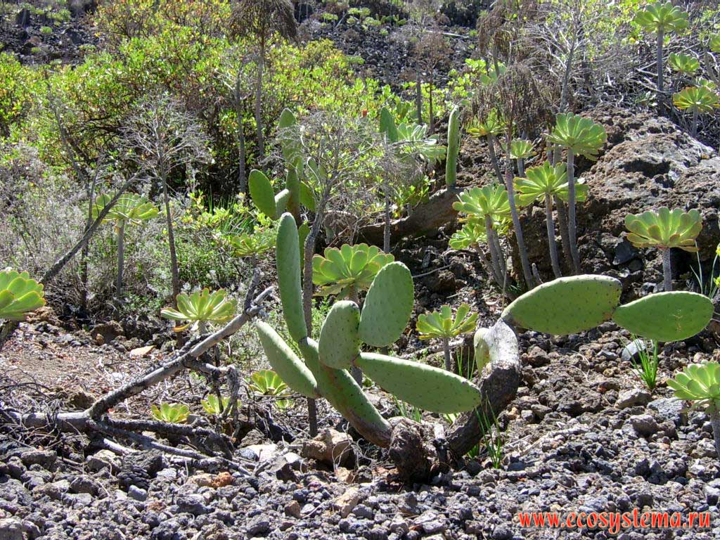 Xerophytic vegetation in the semidesert altitude zone (0-600 meters above sea level)
with Indian Fig Opuntia (Opuntia ficus-indica) and Haworth's aeonium, or pinwheel (Aeonium haworthii). Tenerife Island, Canary Archipelago