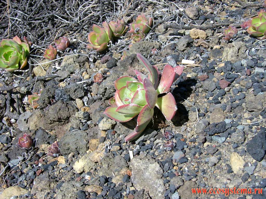 Эониум Хаворта, или эониум волнистый (Aeonium haworthii) — молодой побег
(семейство Толстянковые — Crassulaceae).
Прибрежная полупустынная зона высотной поясности
(0-600 м над уровнем моря)