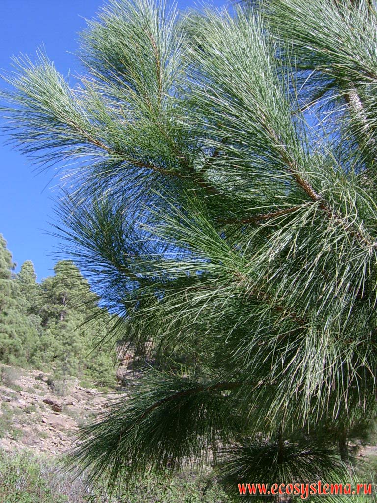 Canary Island pine (Pinus canariensis) � the endemic of the Canary Islands.
Temperate coniferous forest zone (800-1500 meters above sea level). Tenerife Island, Canary Archipelago