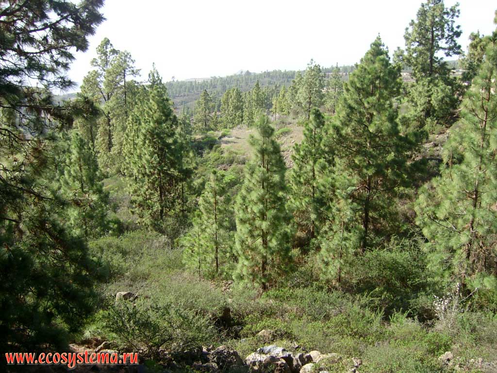The upper border of the temperate coniferous forest zone (1800 meters above sea level).
Tenerife Island, Canary Archipelago