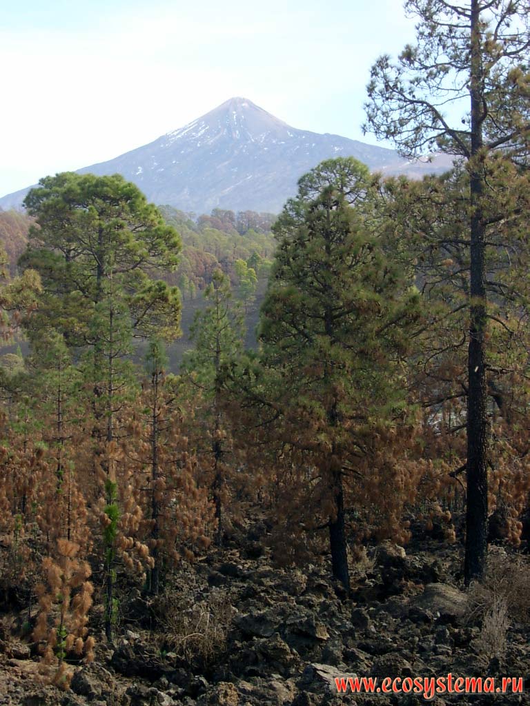 Temperate coniferous forest after the forest fire. Western edge of the Las Canadas caldera (1800 meters above sea level).
The Teide volcano (Pico del Teide) cone (3718 meters above sea level) is far away. Tenerife Island, Canary Archipelago