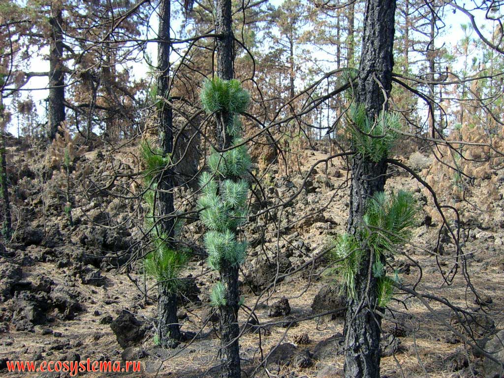 Reforestation of the Canary Island pine (Pinus canariensis) after the fire - tree trunk shoots (young growth).
Tenerife Island, Canary Archipelago